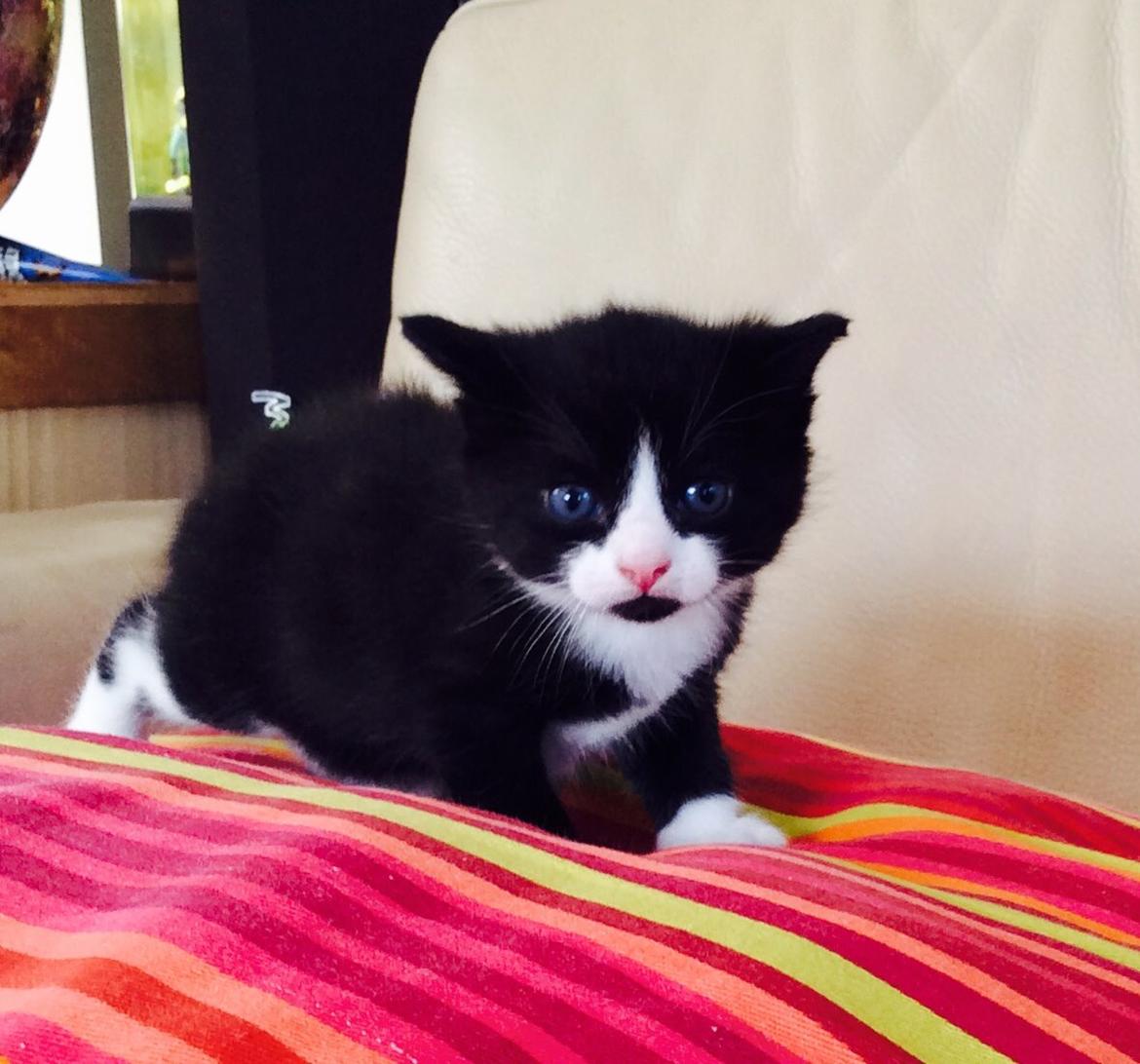 Blanding af racer Gaia Hera Mini-Snip Snude Hvidtfeldt - "Hej" :) billede 10