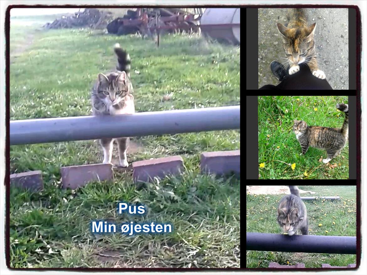 Huskat pus (mit et og alt) <3 - Velkommen til trille´s galleri billede 1