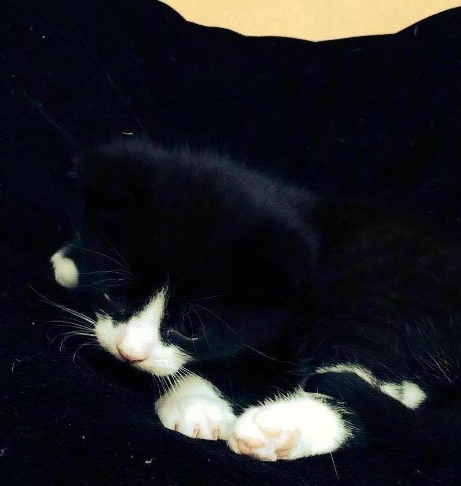 Blanding af racer Gaia Hera Mini-Snip Snude Hvidtfeldt - Min! Pude billede 9