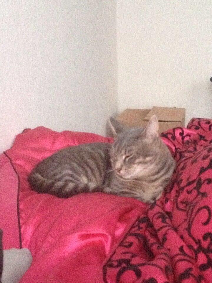 Blanding af racer Hannibal billede 10