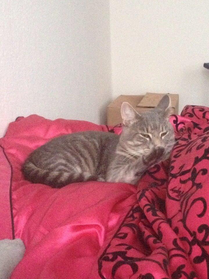 Blanding af racer Hannibal billede 11