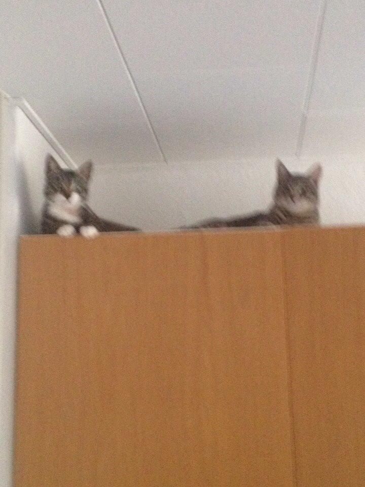 Blanding af racer Hannibal billede 12