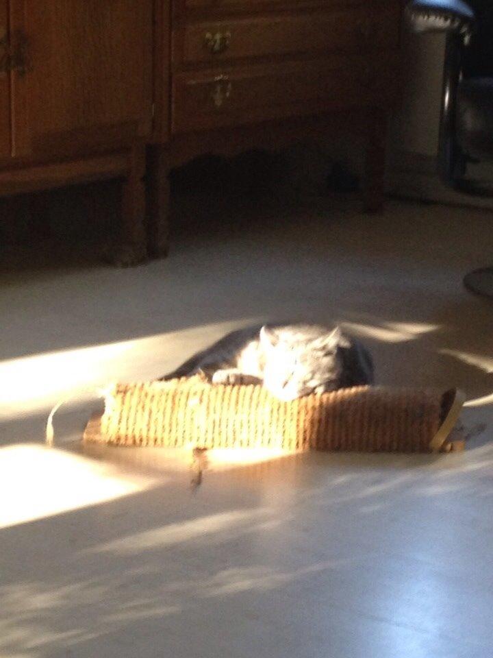 Blanding af racer Hannibal billede 13