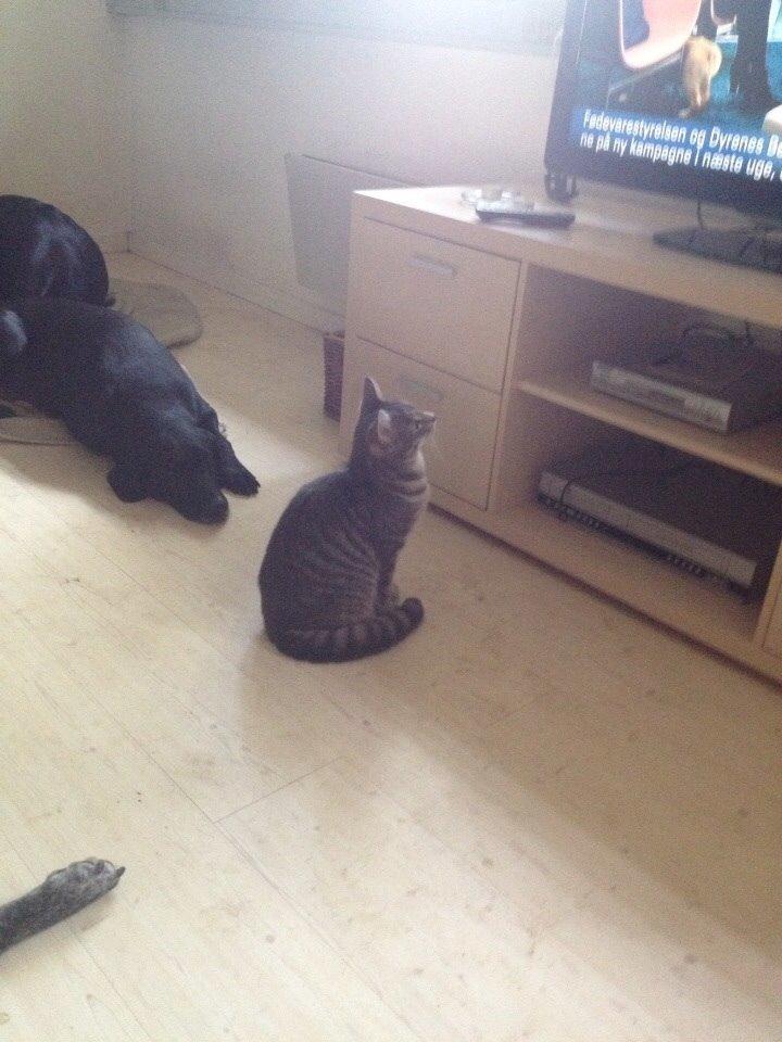 Blanding af racer Hannibal billede 15