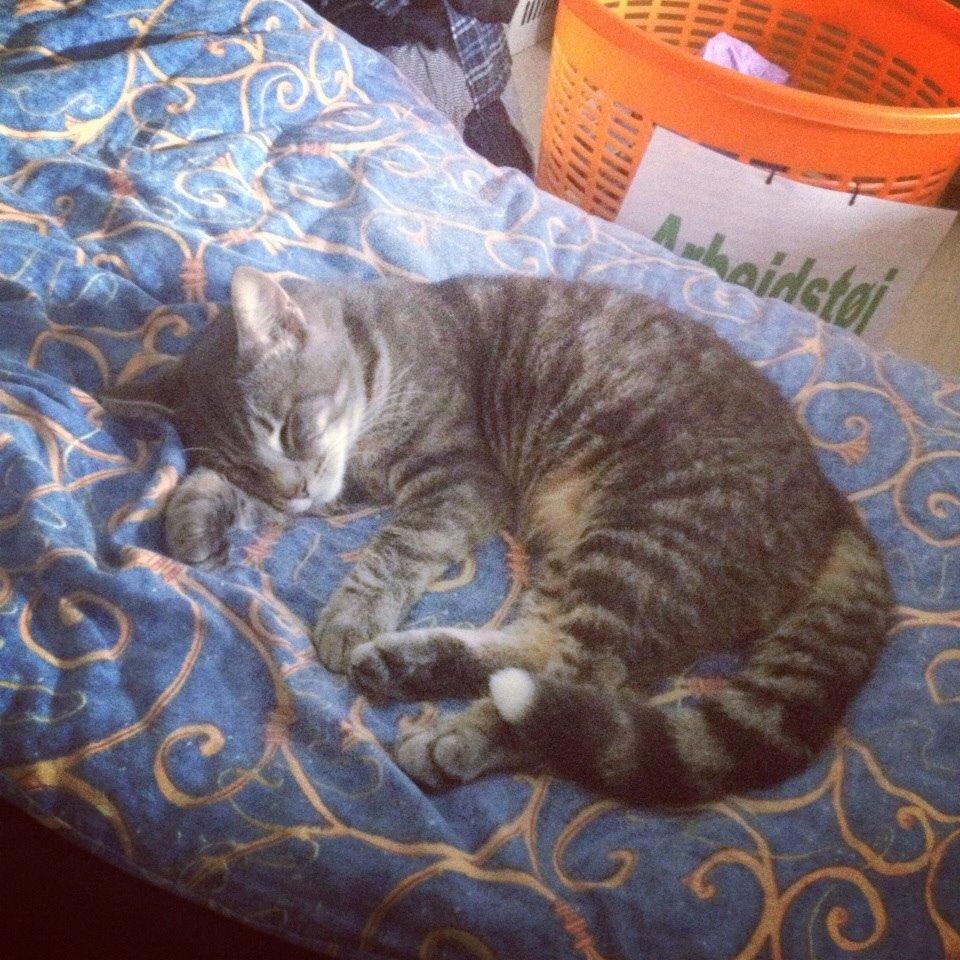 Blanding af racer Hannibal billede 14