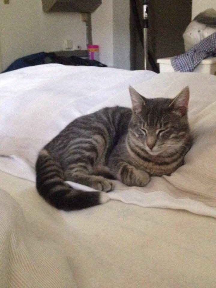 Blanding af racer Hannibal billede 16