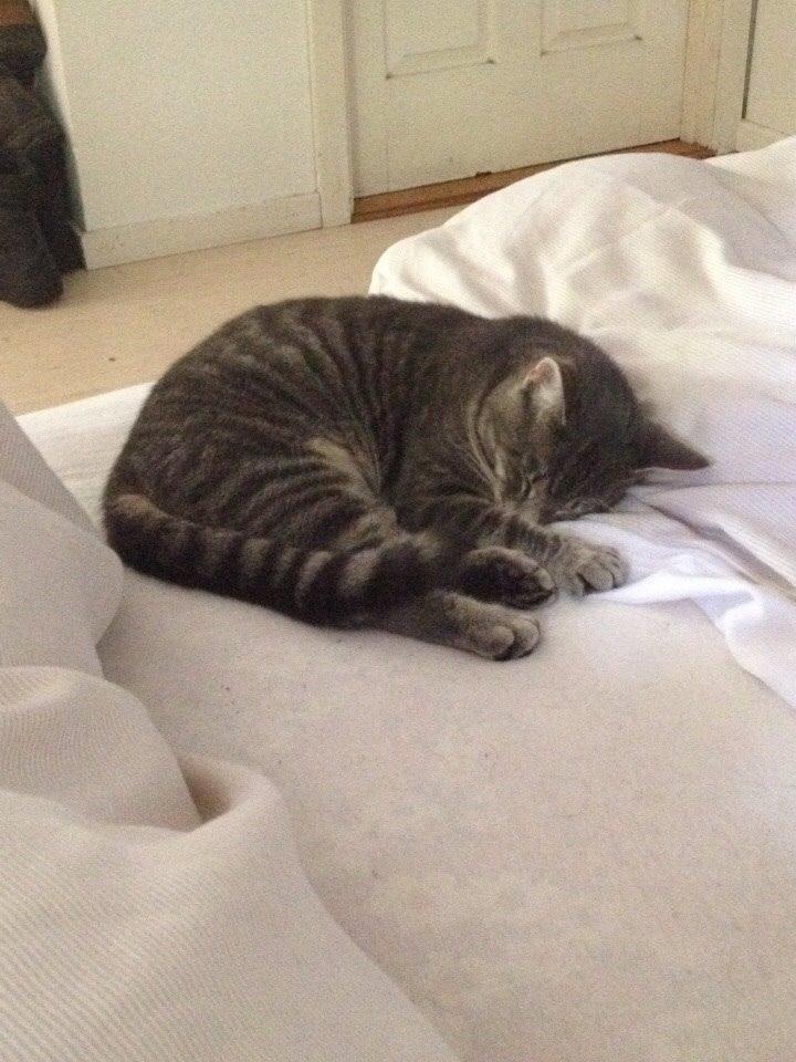 Blanding af racer Hannibal billede 17