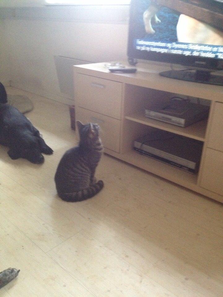 Blanding af racer Hannibal billede 18