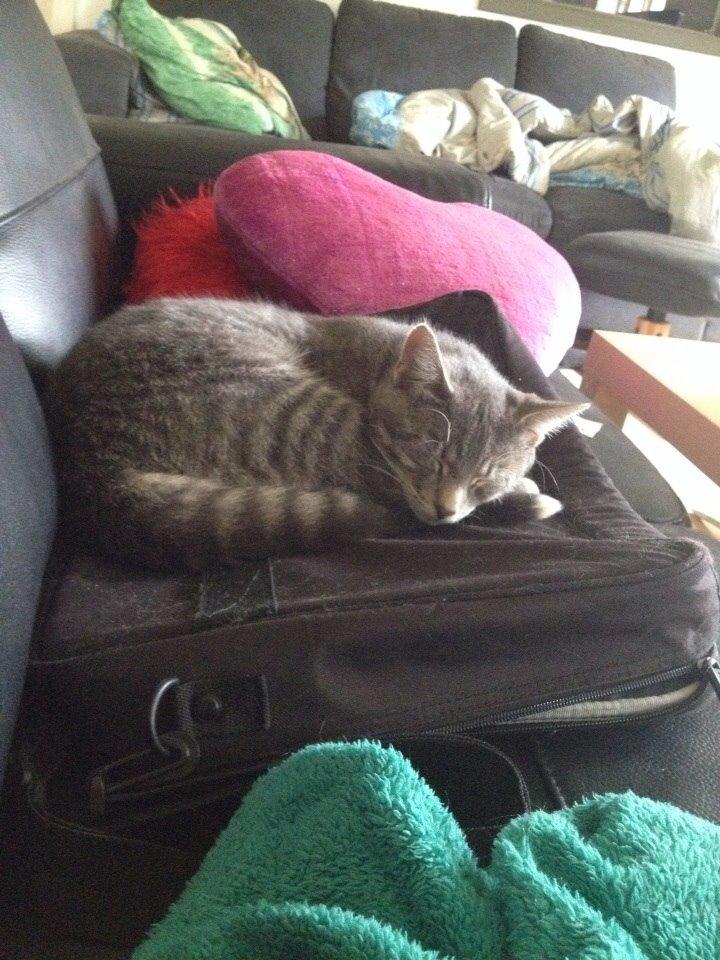 Blanding af racer Hannibal billede 19