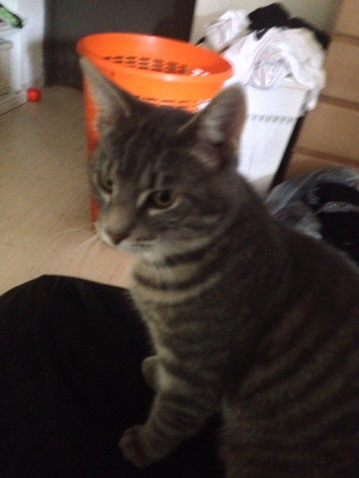 Blanding af racer Hannibal billede 20