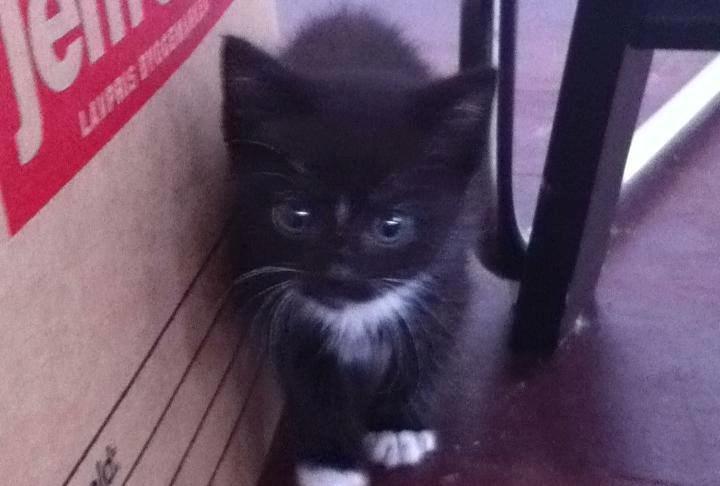 Huskat McGonagall billede 2