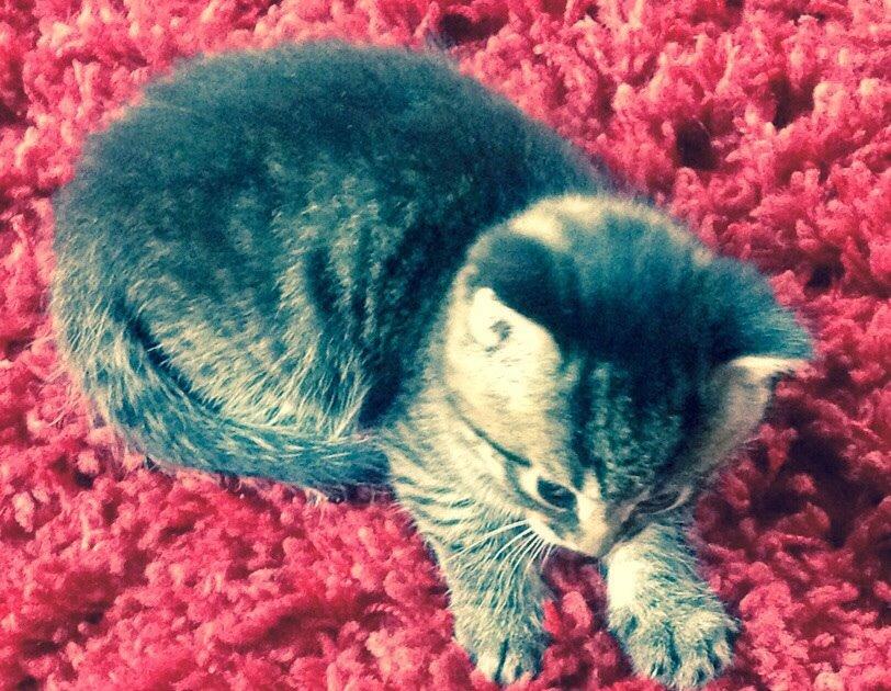 Blanding af racer Miv Venus Snude Hvidtfeldt billede 5