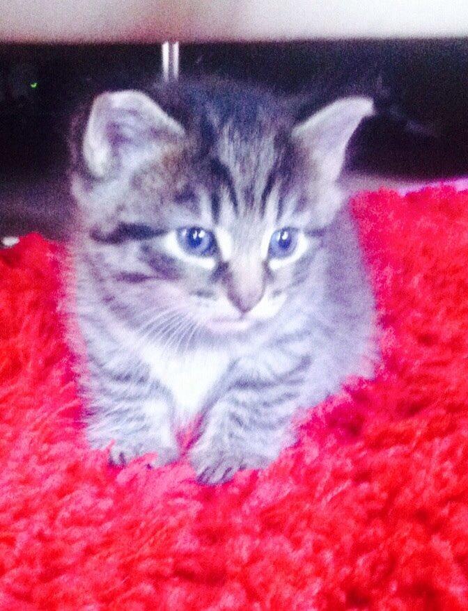 Blanding af racer Miv Venus Snude Hvidtfeldt billede 8