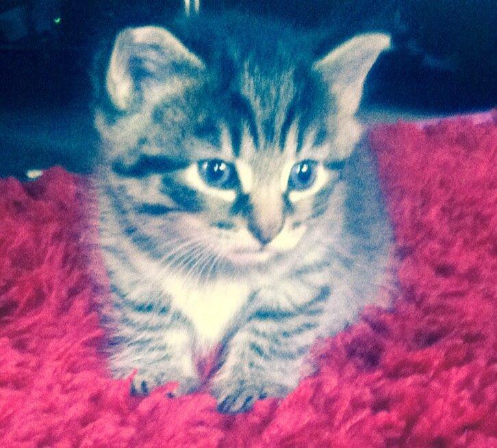 Blanding af racer Miv Venus Snude Hvidtfeldt billede 6