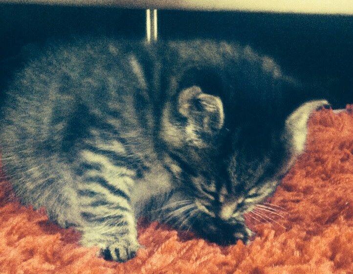 Blanding af racer Miv Venus Snude Hvidtfeldt billede 4