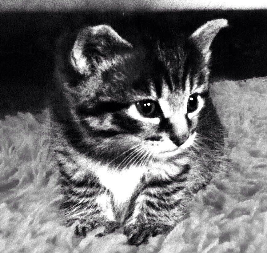 Blanding af racer Miv Venus Snude Hvidtfeldt - Velkommen til min Profil.  billede 3