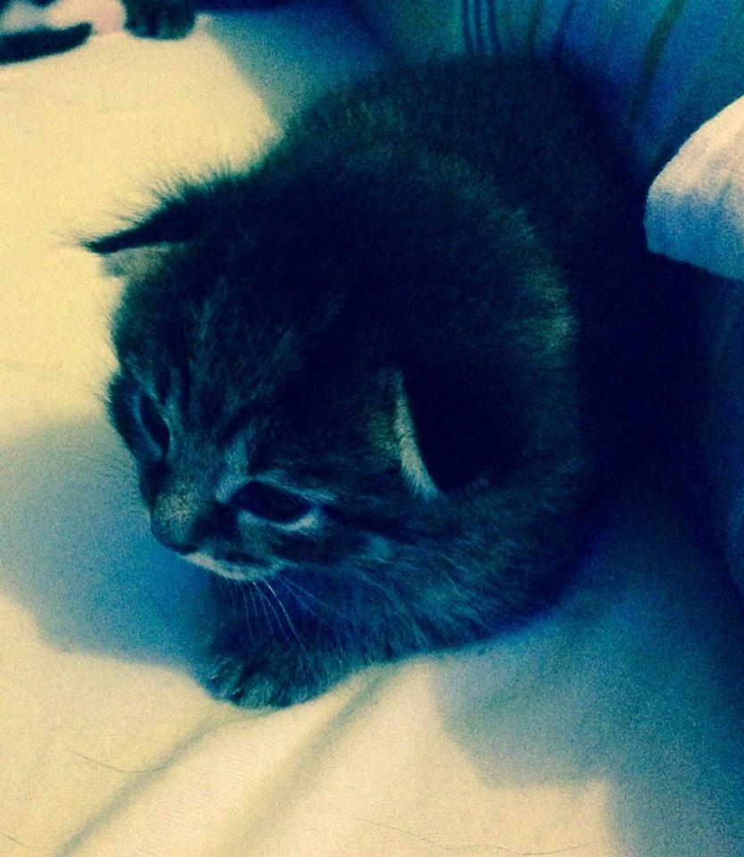 Blanding af racer Miv Venus Snude Hvidtfeldt - Da jeg var to uger gammel. ¨Miv¨ billede 7