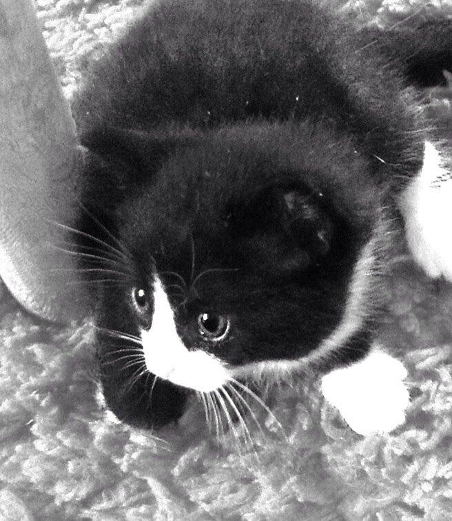 Blanding af racer Gaia Hera Mini-Snip Snude Hvidtfeldt - Er der fri bane???? billede 8