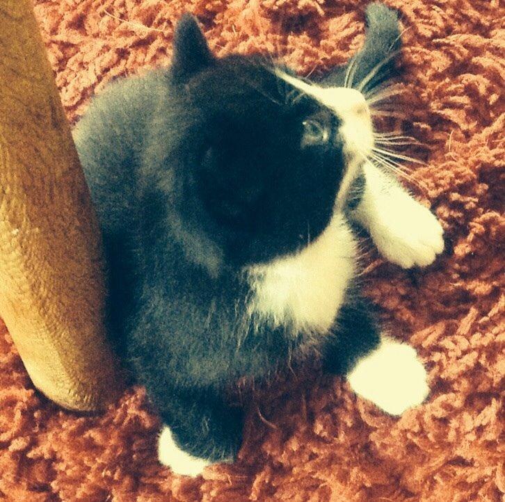 Blanding af racer Gaia Hera Mini-Snip Snude Hvidtfeldt - Hej, du der oppe. billede 7