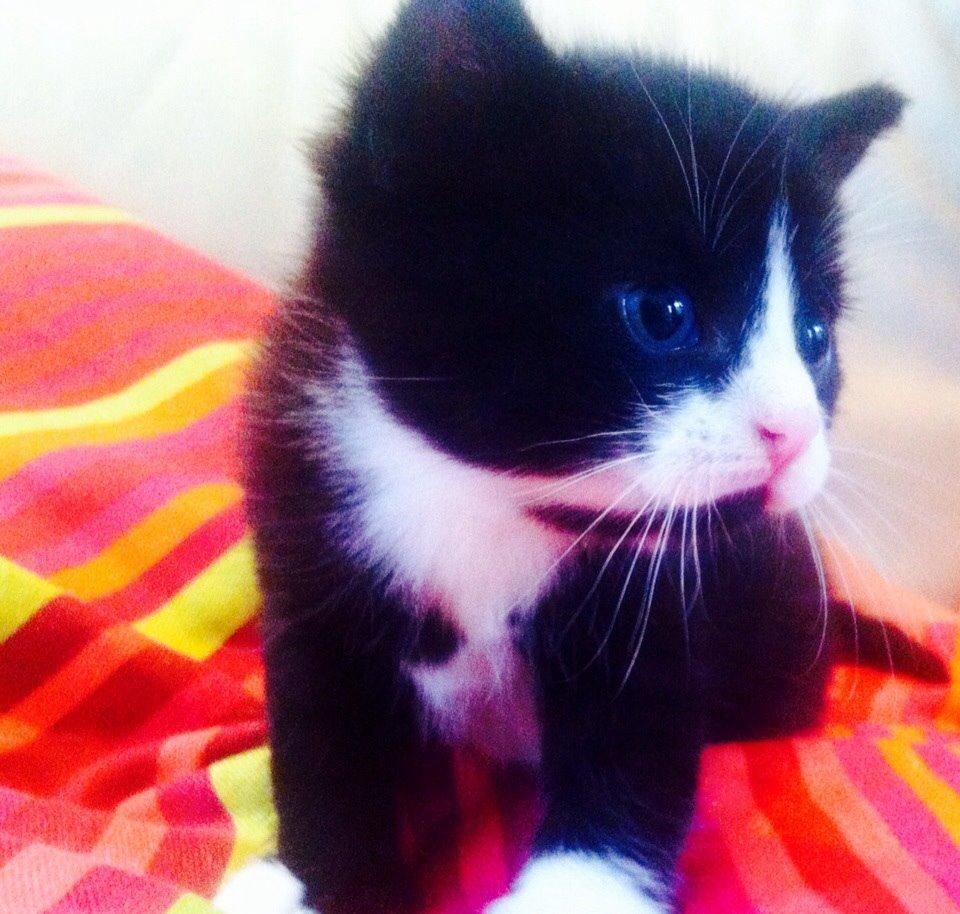 Blanding af racer Gaia Hera Mini-Snip Snude Hvidtfeldt - Nu er jeg her. billede 6