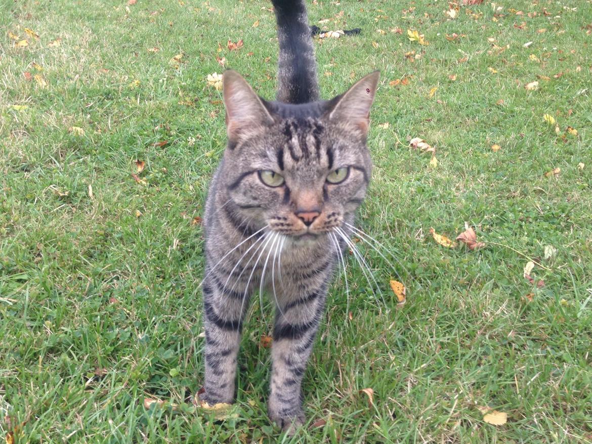 Huskat Tommy billede 6