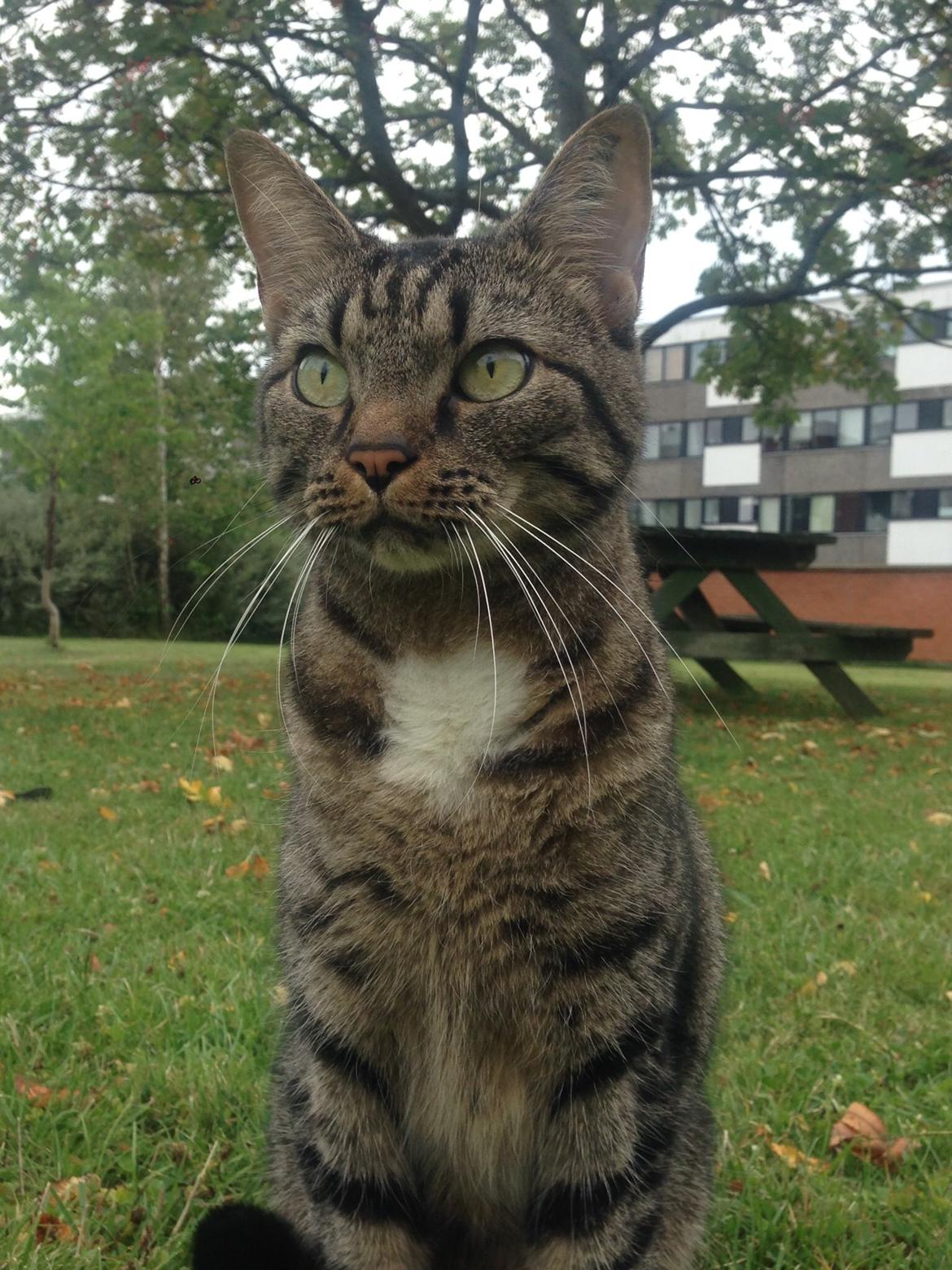 Huskat Tommy billede 7