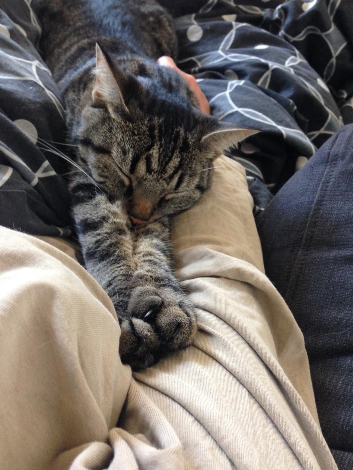 Huskat Tommy billede 8