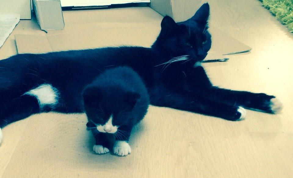 Blanding af racer Kattegårdens Dipsey aka. Snip R.I.P billede 14