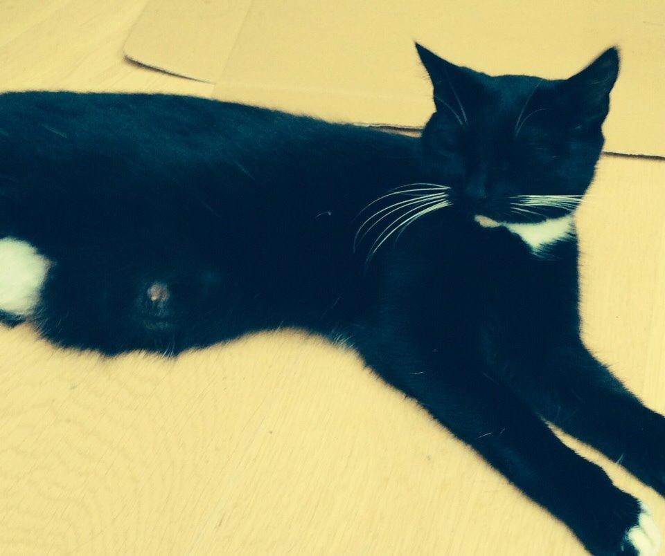 Blanding af racer Kattegårdens Dipsey aka. Snip R.I.P billede 16