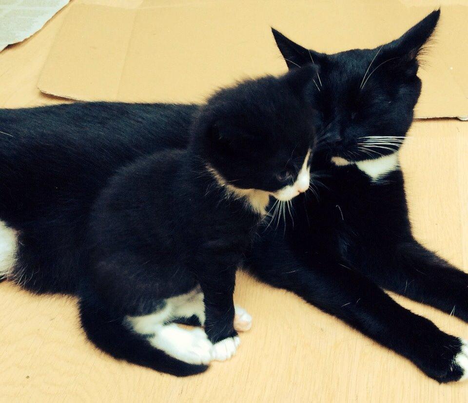 Blanding af racer Kattegårdens Dipsey aka. Snip R.I.P billede 13