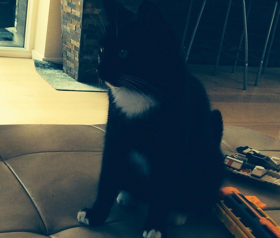 Blanding af racer Kattegårdens Dipsey aka. Snip R.I.P billede 17