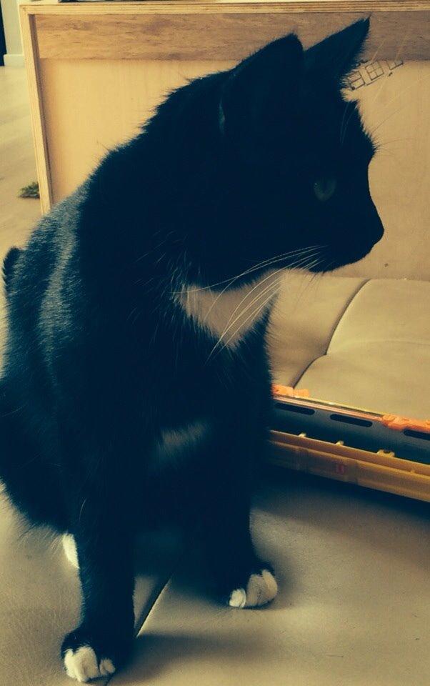 Blanding af racer Kattegårdens Dipsey aka. Snip R.I.P billede 15