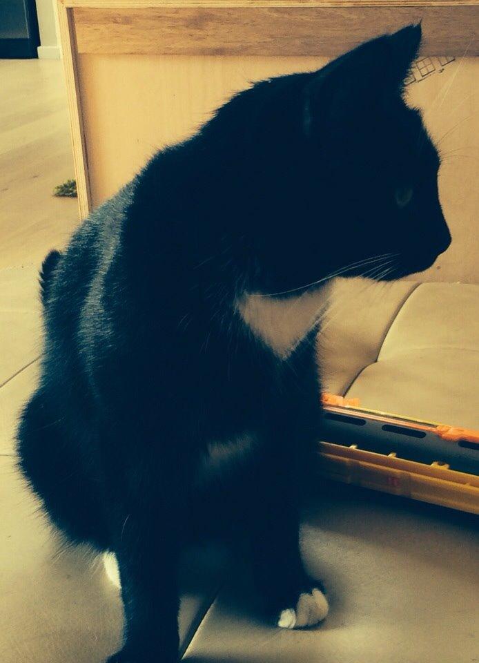 Blanding af racer Kattegårdens Dipsey aka. Snip R.I.P billede 18