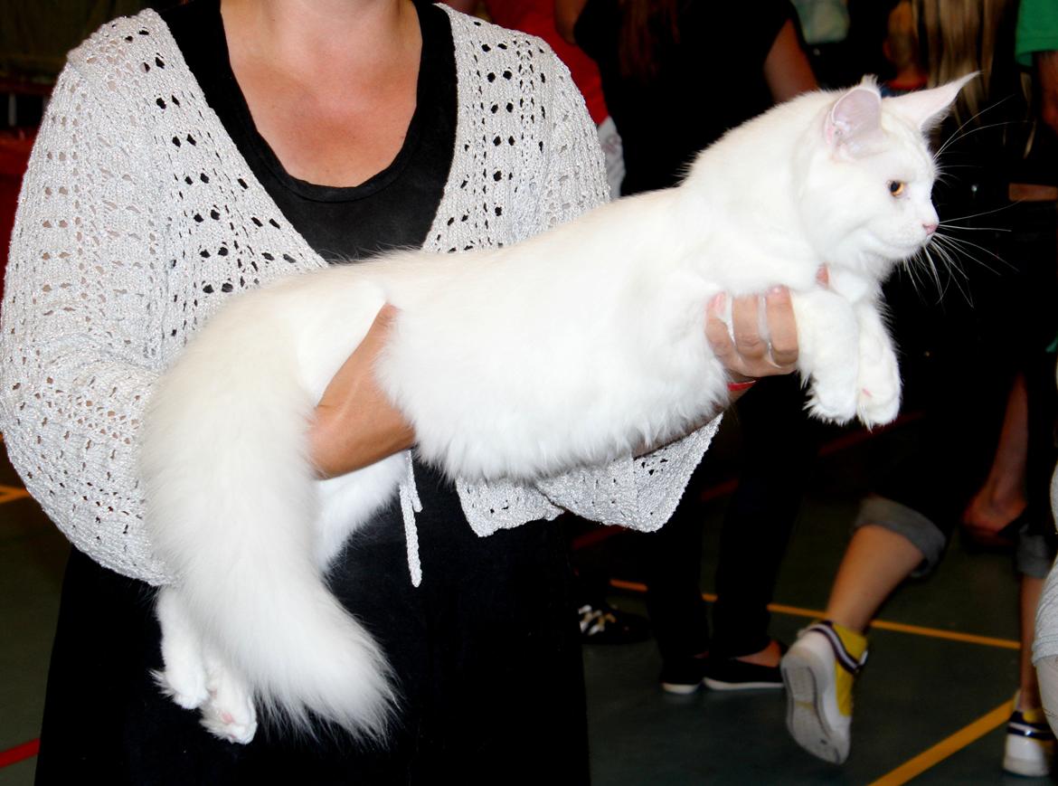 Maine Coon DK Proud Danish White Big Boy billede 4