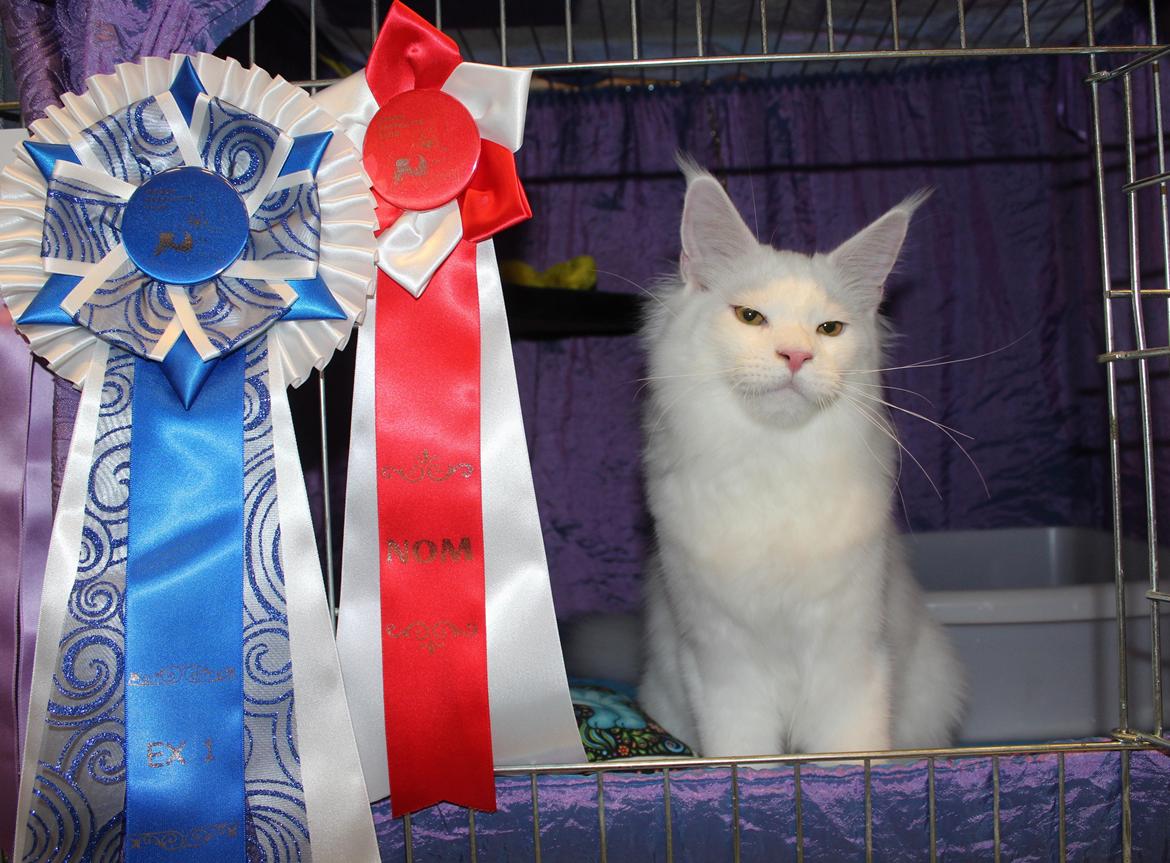 Maine Coon DK Proud Danish White Big Boy billede 6