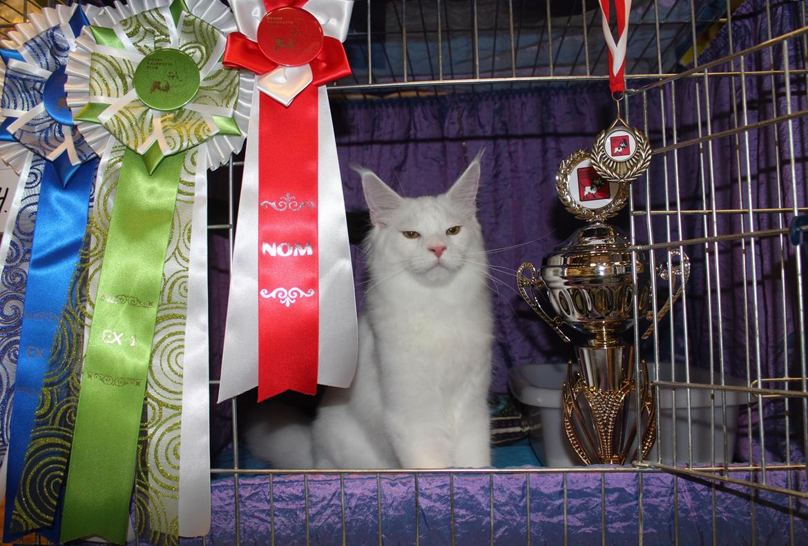 Maine Coon DK Proud Danish White Big Boy billede 5