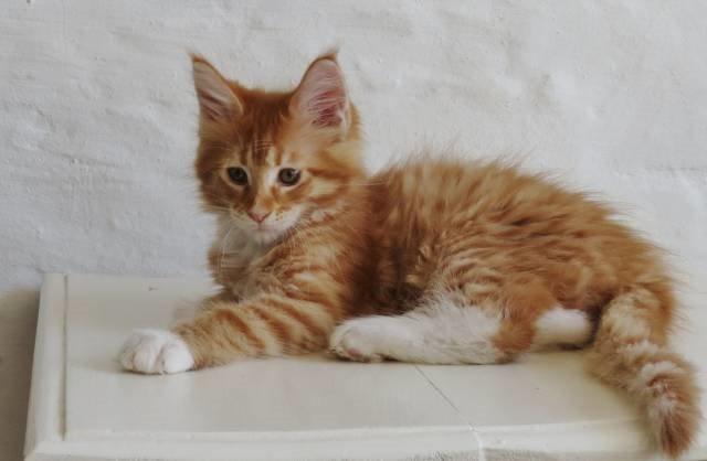 Maine Coon Obi wan kenobi billede 12