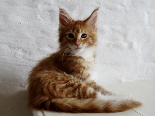 Maine Coon Obi wan kenobi billede 14
