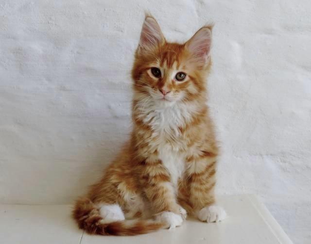 Maine Coon Obi wan kenobi billede 11