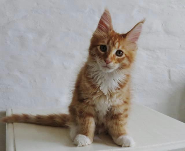 Maine Coon Obi wan kenobi billede 13