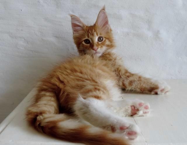 Maine Coon Obi wan kenobi billede 10