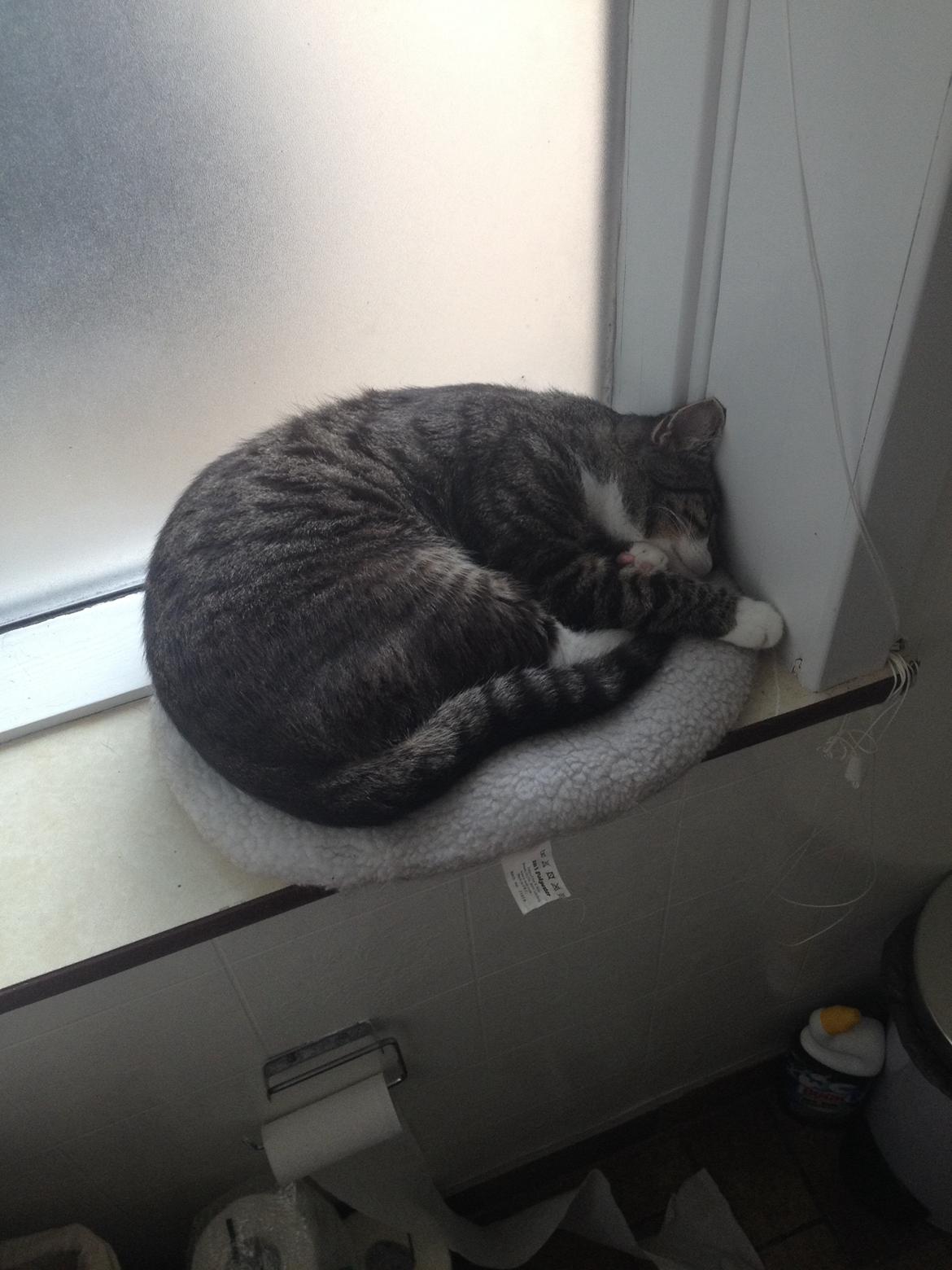 Huskat Charlie  billede 50