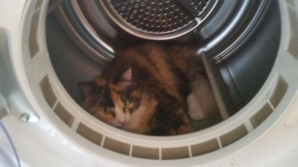 Blanding af racer Tiger billede 15