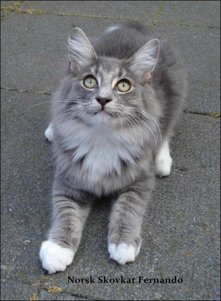 Norsk Skovkat Fernando Felix DK Miss Ronski's billede 5