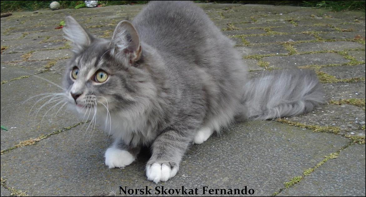 Norsk Skovkat Fernando Felix DK Miss Ronski's billede 6