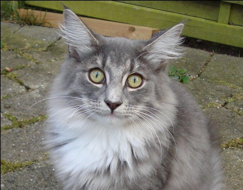 Norsk Skovkat Fernando Felix DK Miss Ronski's billede 4