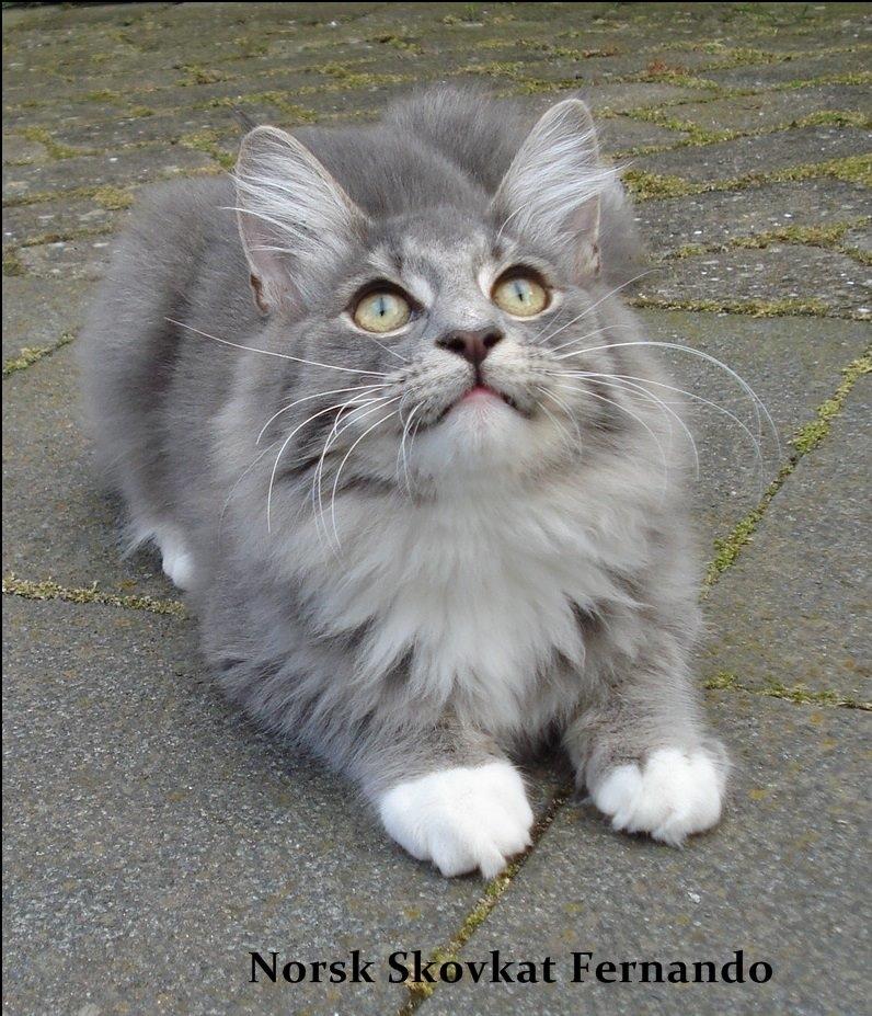Norsk Skovkat Fernando Felix DK Miss Ronski's billede 3