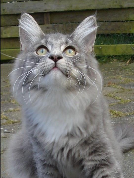 Norsk Skovkat Fernando Felix DK Miss Ronski's billede 2