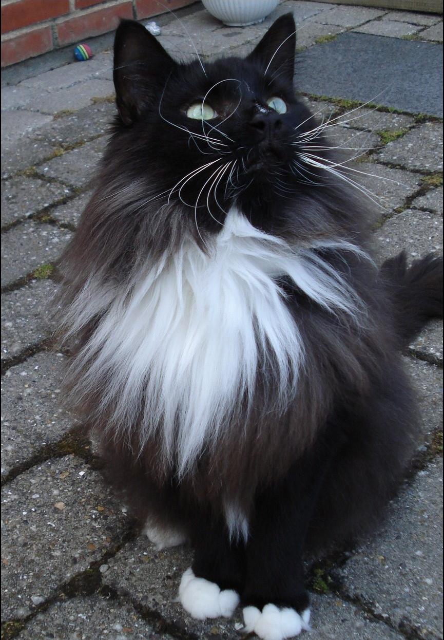 Norsk Skovkat * JACK/ MICHAEL JACKSON* billede 18