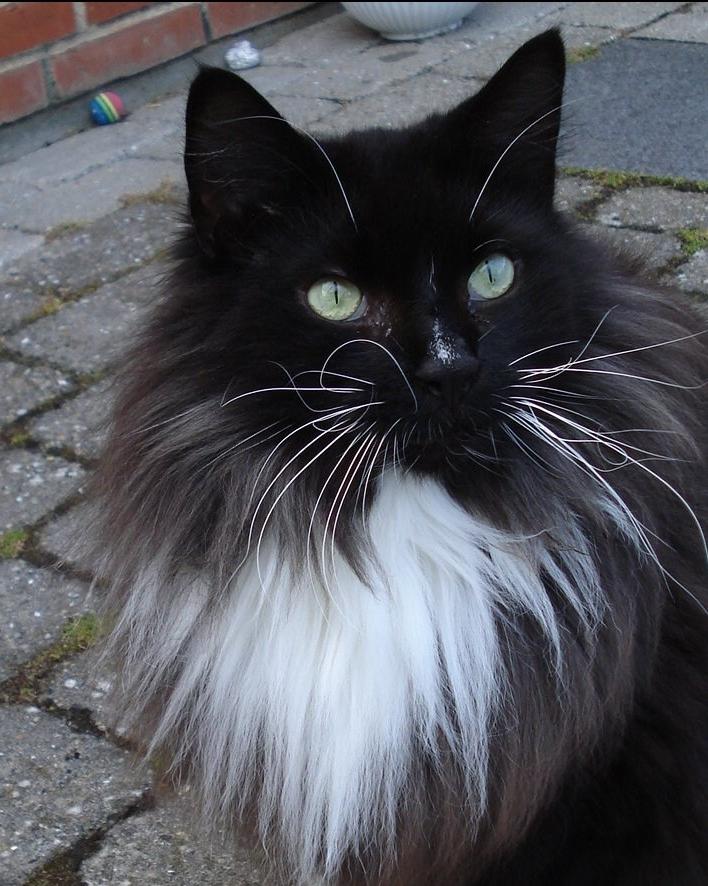 Norsk Skovkat * JACK/ MICHAEL JACKSON* billede 6